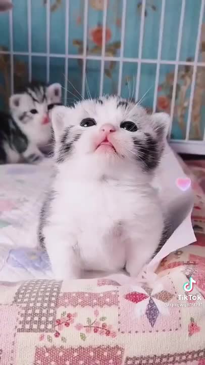 Cute and sweet 😍 cats Videos cutest moment of the cats 🔥😍 - Cutest cats
