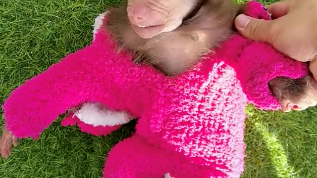 The baboon was too scared to leave the owner by the little tiger