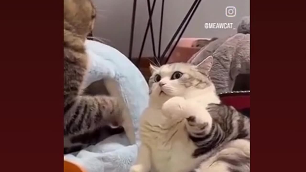 Funny cat