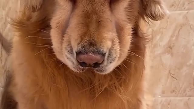 dog washing its paws 🐾😂