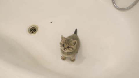 Kitten does not want to bath and meows loudly