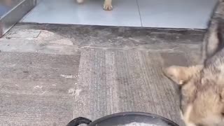 It has come again, the greedy dog.