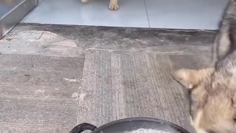 It has come again, the greedy dog.