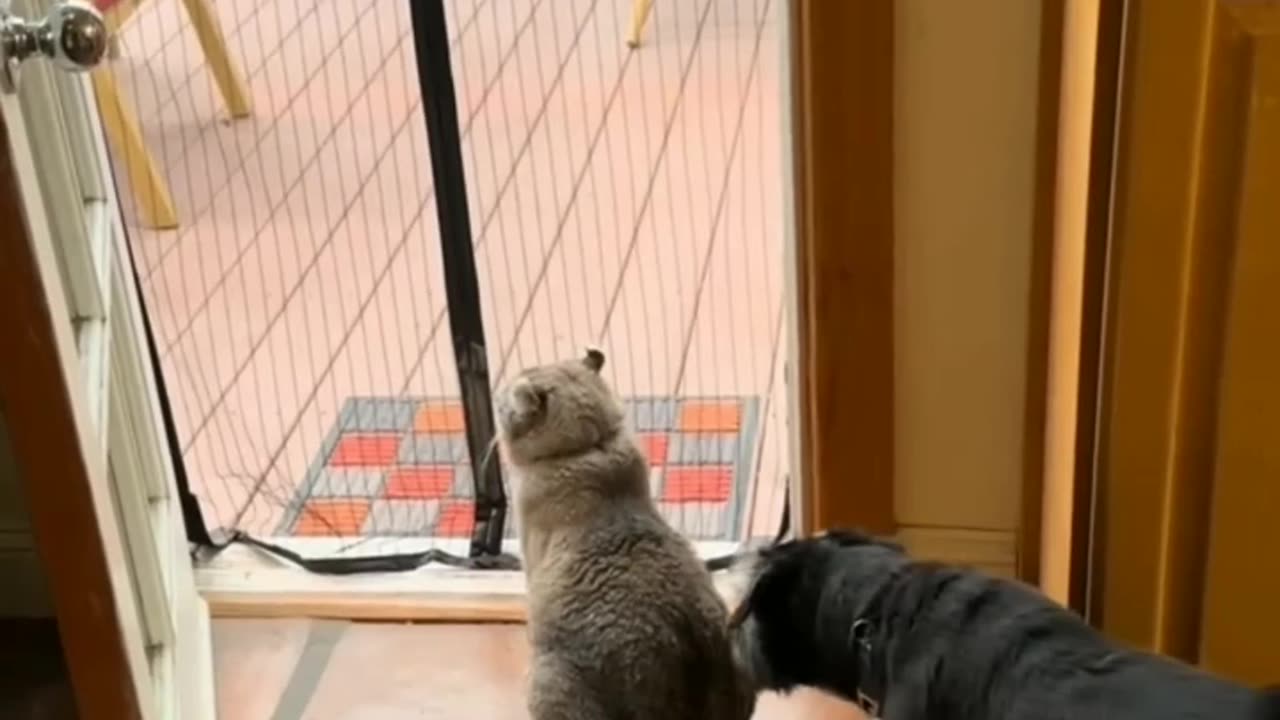 FUNNY CATS vs DOGS Best Friends #part-1