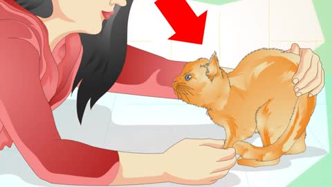 Why do cats spray and how to prevent that
