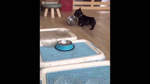 QUEUE Funniest Animals - Best Of The 2021 Funny Animal Videos