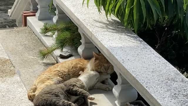 Two Cats Lie in the Sun