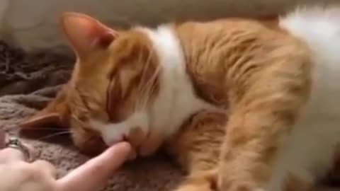 Cat 🐈 Video
