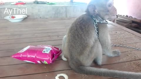 Baby Monkey Eating Cake Mother buy From Maket - Poor Baby Monkey Lovely