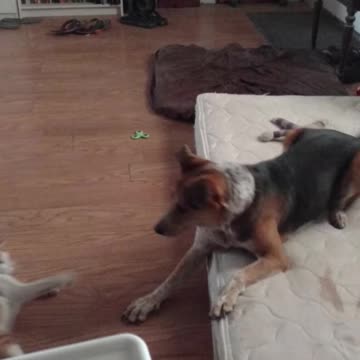 Playing with the dog