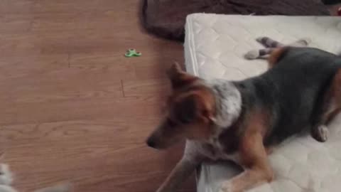 Playing with the dog