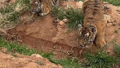 The two tigers had jumped up to look for toys