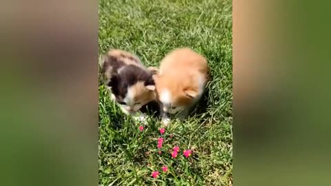 18 minutes of adorable cats and kittens videos to keep you smiling
