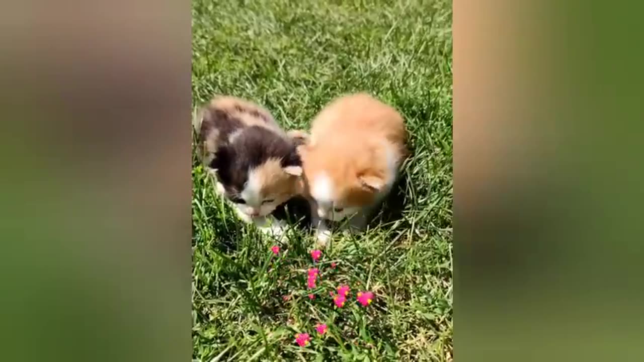 18 minutes of adorable cats and kittens videos to keep you smiling