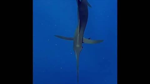 Beautiful Scenery of Wildlife