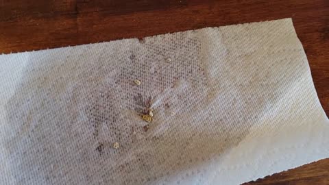 Seed Germination Testing