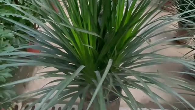 Tentacled grass