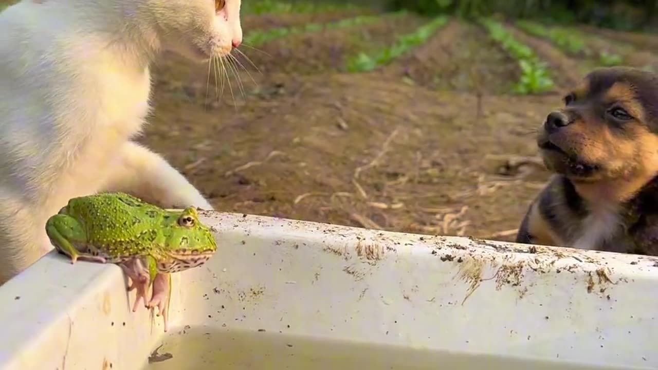 Dog and cat killing each other. And while fighting in a funny way.