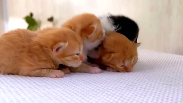 Cute And Funny Cat Videos To Keep You Smiling-2021