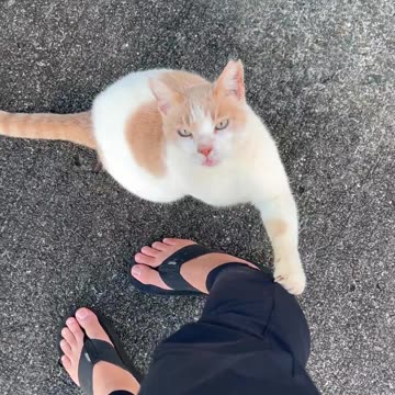 This cat belongs to my deaf neighbor.