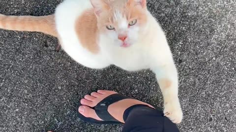 This cat belongs to my deaf neighbor.