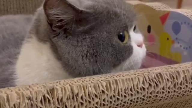 The cat's eyes make me think he's going to eat me