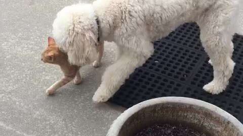 A white labradoodle meets a kitten for the first time