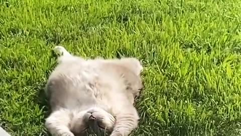 nothing to see here..Just a cat sunbathing and chilling❤😍