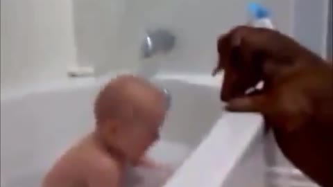 Top 10 Funny and Cute Dog Videos watch till end
