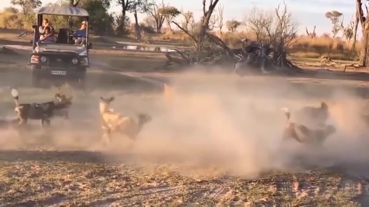 The clumsy Lion is fiercely attack by a grass animal Buffalo, Wildebeest attack Lion