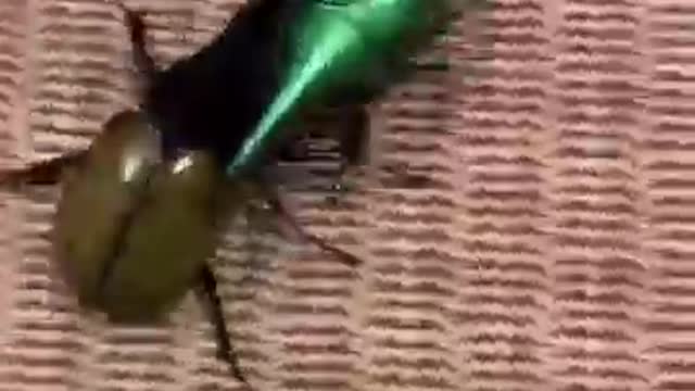 Hercules Beetle - 1 VS 5 who is gonna win