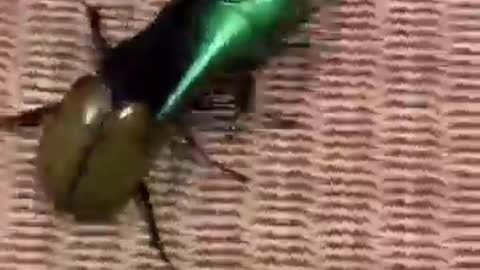 Hercules Beetle - 1 VS 5 who is gonna win