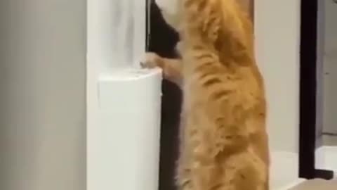 cute cat drink water