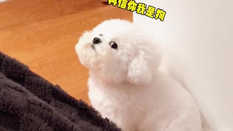 cute dog