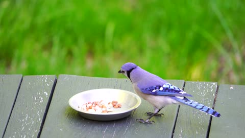 Bluebird takes a beakful back to his nest