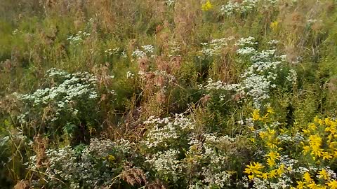 Sandy Ridge Reservation North Ridgeville Ohio 9/15/22