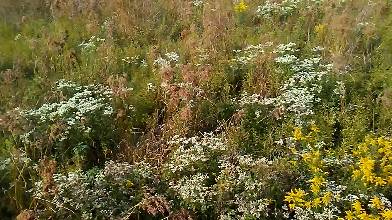 Sandy Ridge Reservation North Ridgeville Ohio 9/15/22