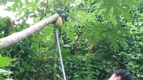 Picking the papaya and ending