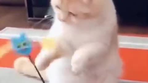 this cute pussycat really enjoyed playing