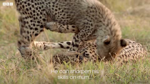 Cheetah Cub Learns To Survive | Dynasties II | BBC Earth