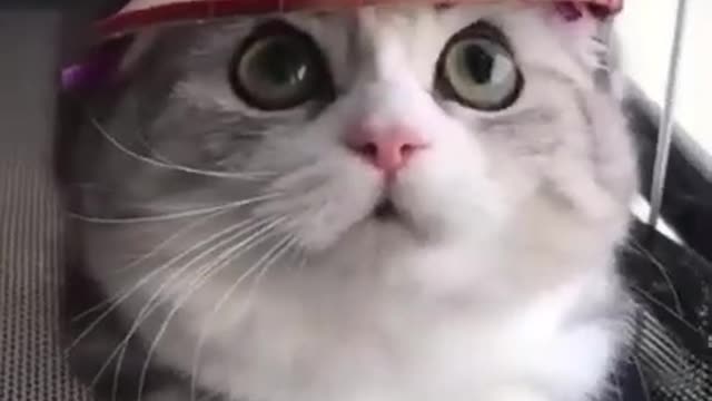 Best funny cat vadio