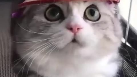 Best funny cat vadio