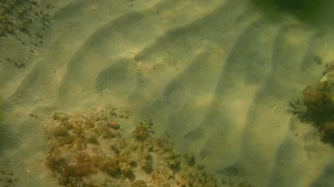 fishys close up, beautiful ns