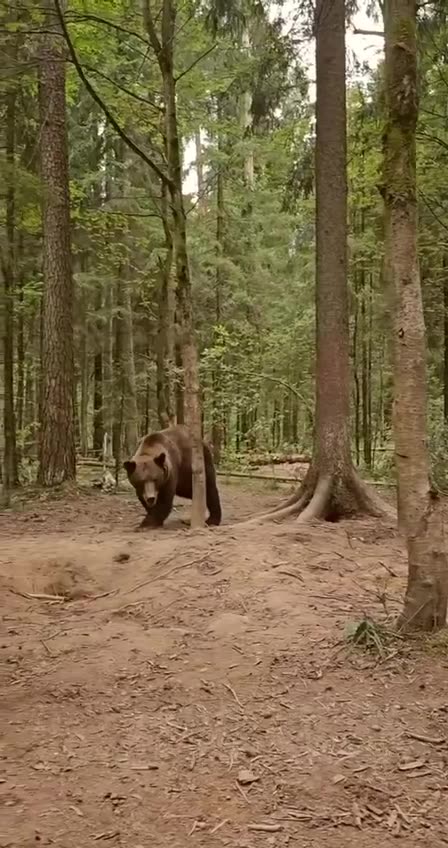 A bear wrestles with his human friend