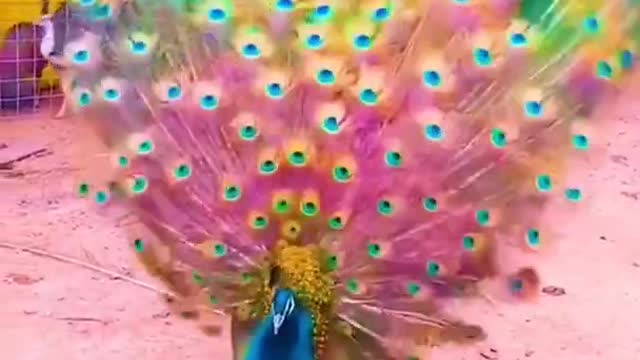 Amazing nice colourfull peacock