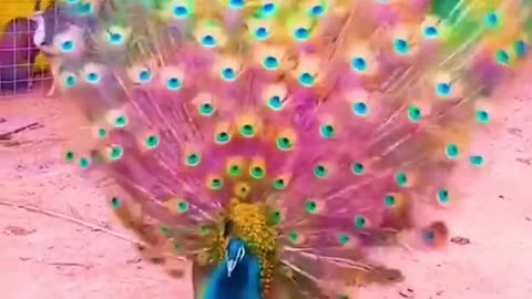 Amazing nice colourfull peacock