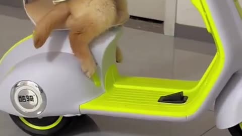 Funny Cats and Dogs😻😍A Dog Riding A Scooter😂Cute Animals Videos #cats #catsanddogs#funny #doglovers