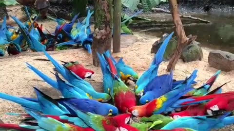 Pet Cats Beautiful Bird And Animal 4K HD Adorable Photography By Nature.
