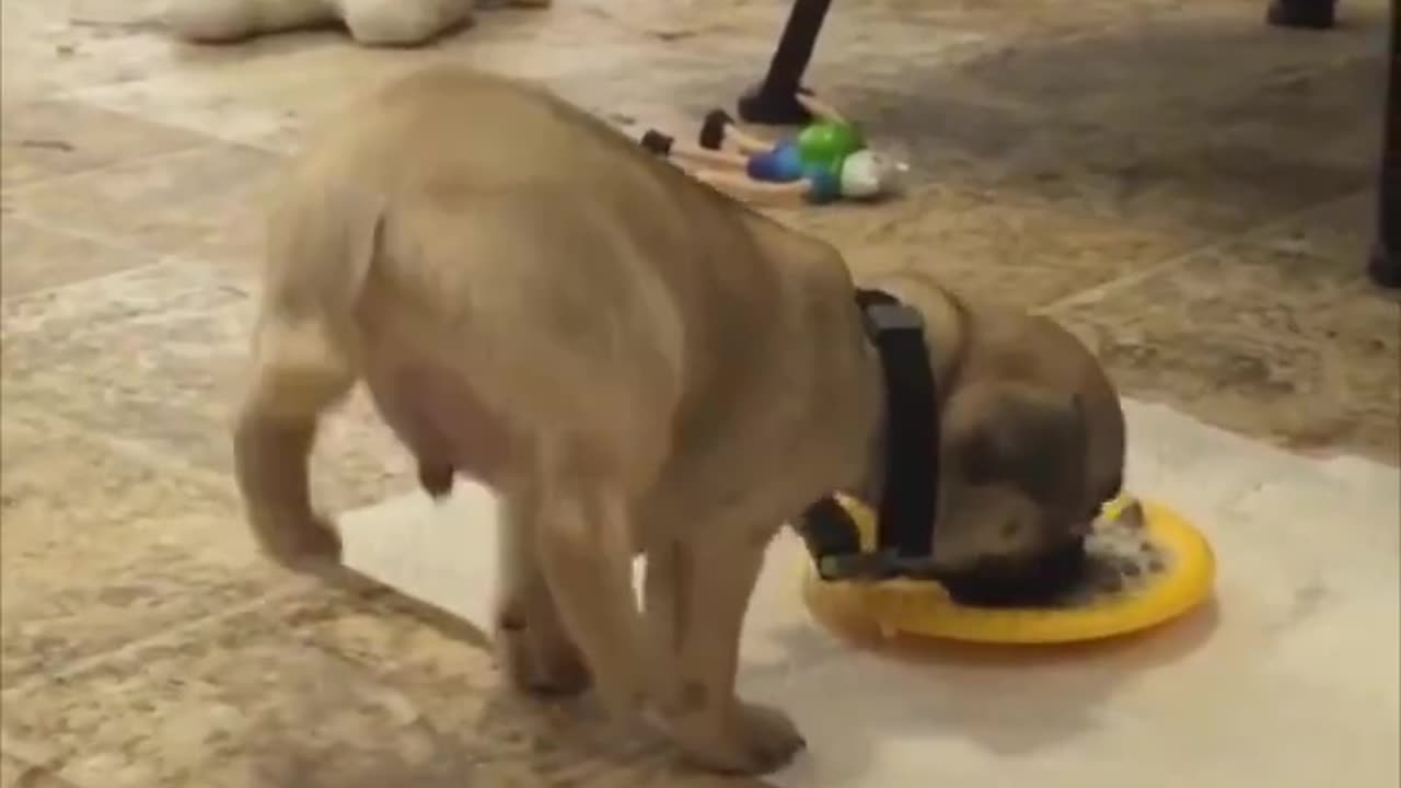 Puppy Loves Food So Much He Does A Handstand