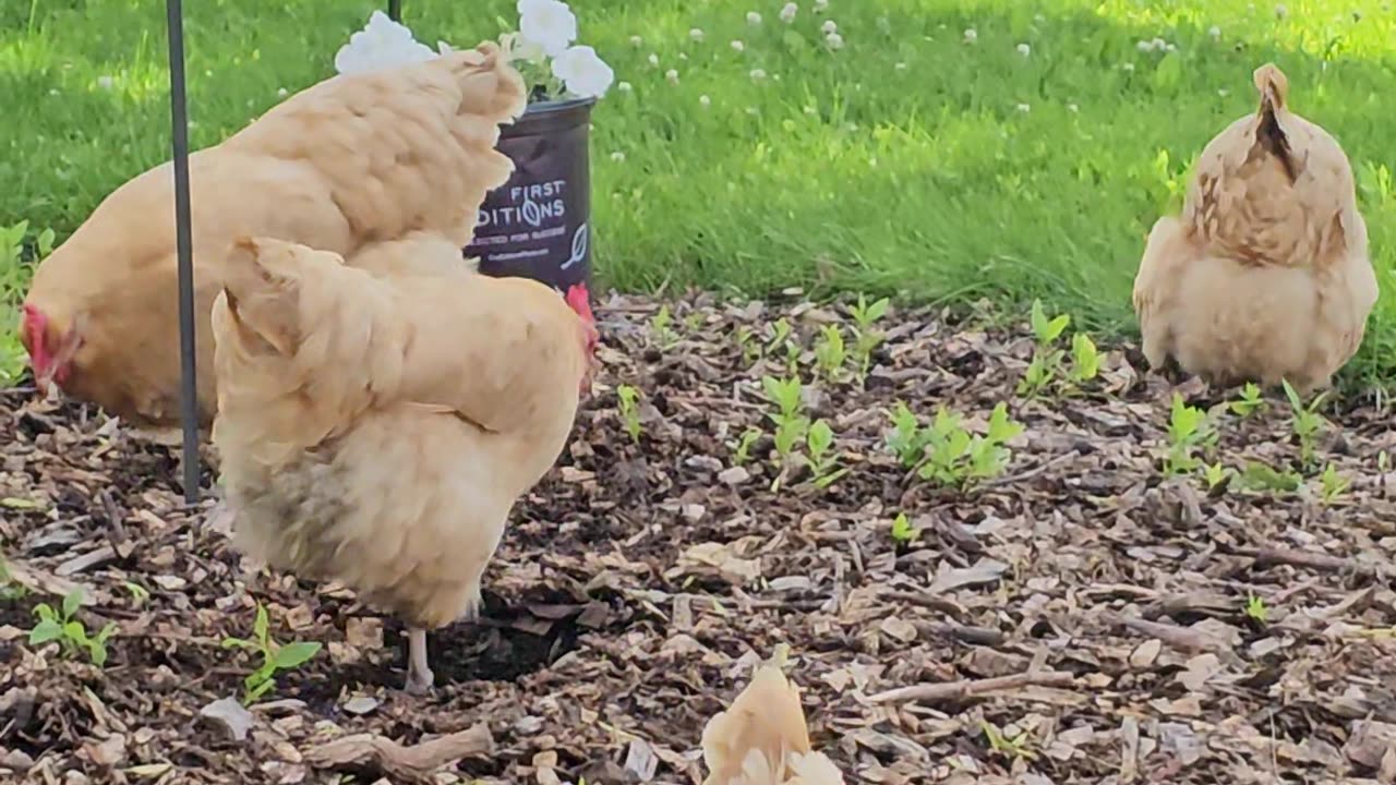 OMC! This flock LOVES hunting in woodchips for worms and grubs! 🐔🐛💖 #chickens #love #hunting #shorts